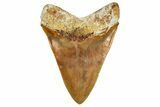 Serrated, Fossil Megalodon Tooth From Morocco - Rare Location #352995-1